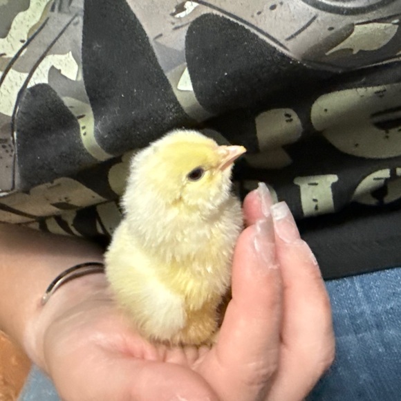 Chicken Snacks - Picture 4 of 7